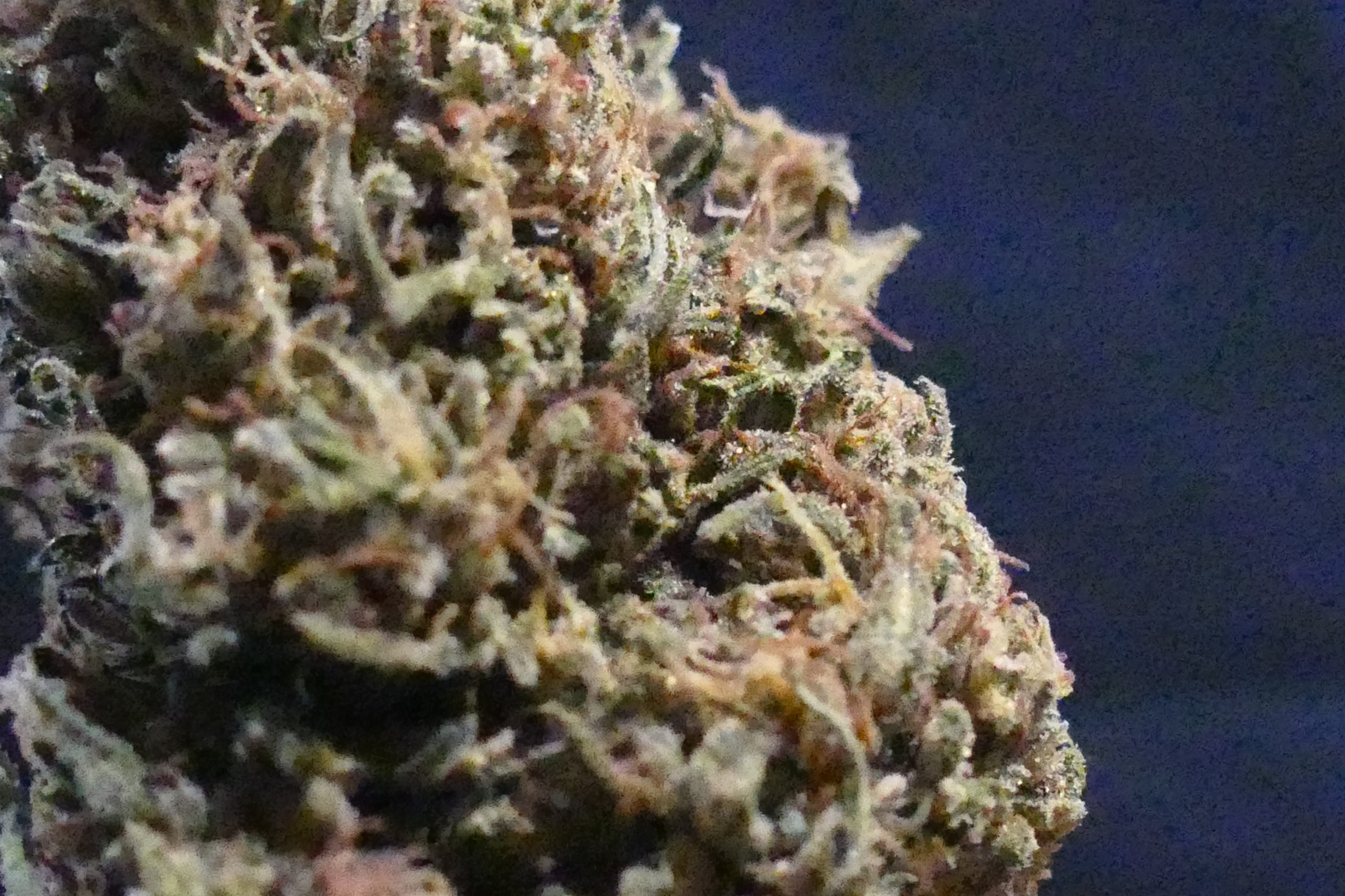 Platinium Panther - photo 2