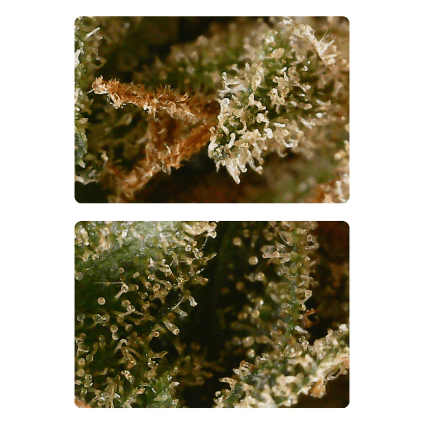 Angel Cake - photo 2