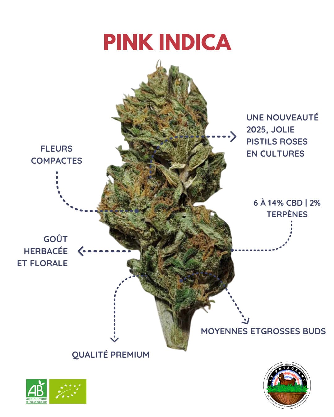 Pink Indica — Fleurs CBD CBD bio breton