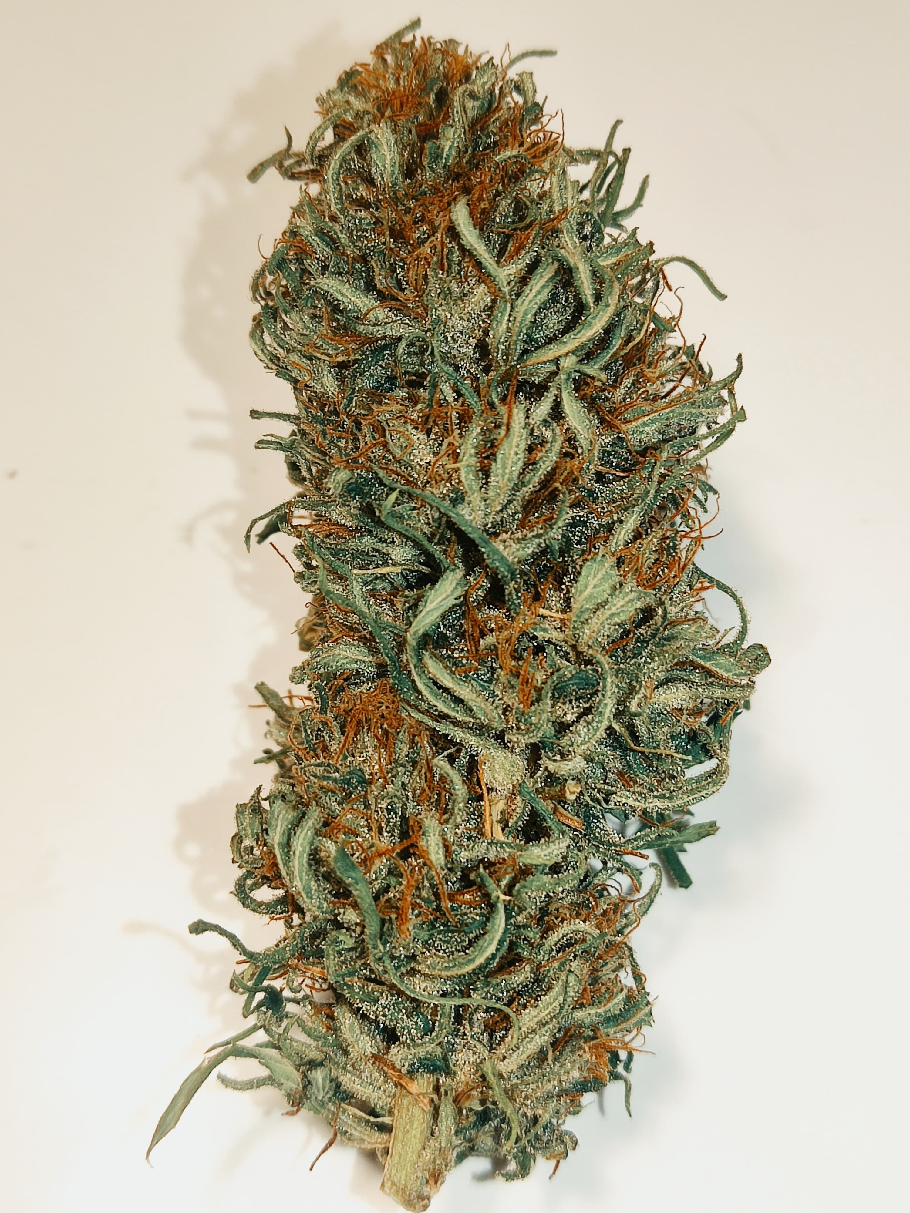 Skunk